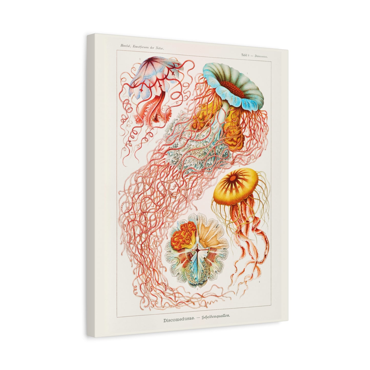 Ernst Haeckel Table 8 Discomedusae: Jellyfish