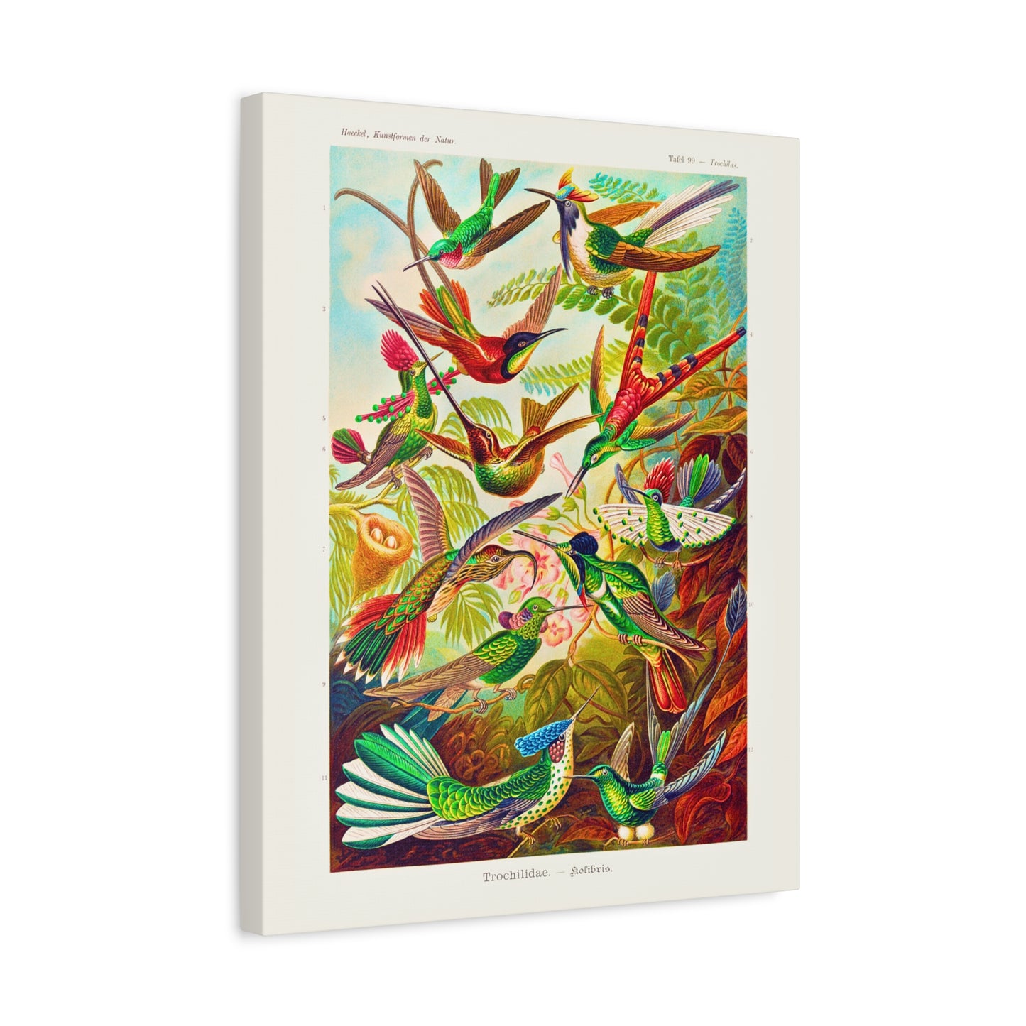 Ernst Haeckel Table 99 Trochilidae: Hummingbirds.