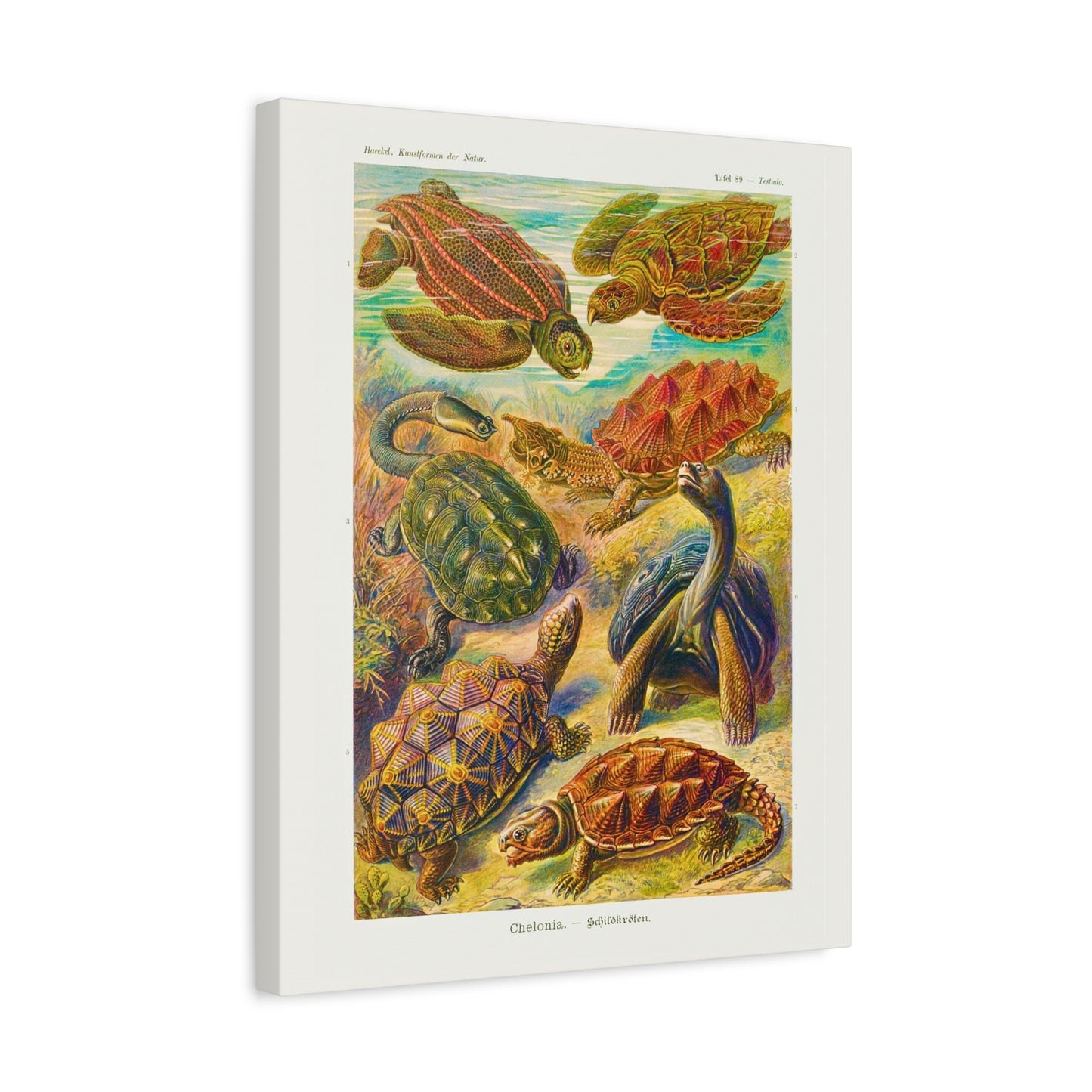 Ernst Haeckel Table 89 Chelonia: Turtles.