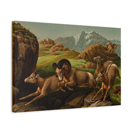 A Hunt Above the Timberline.