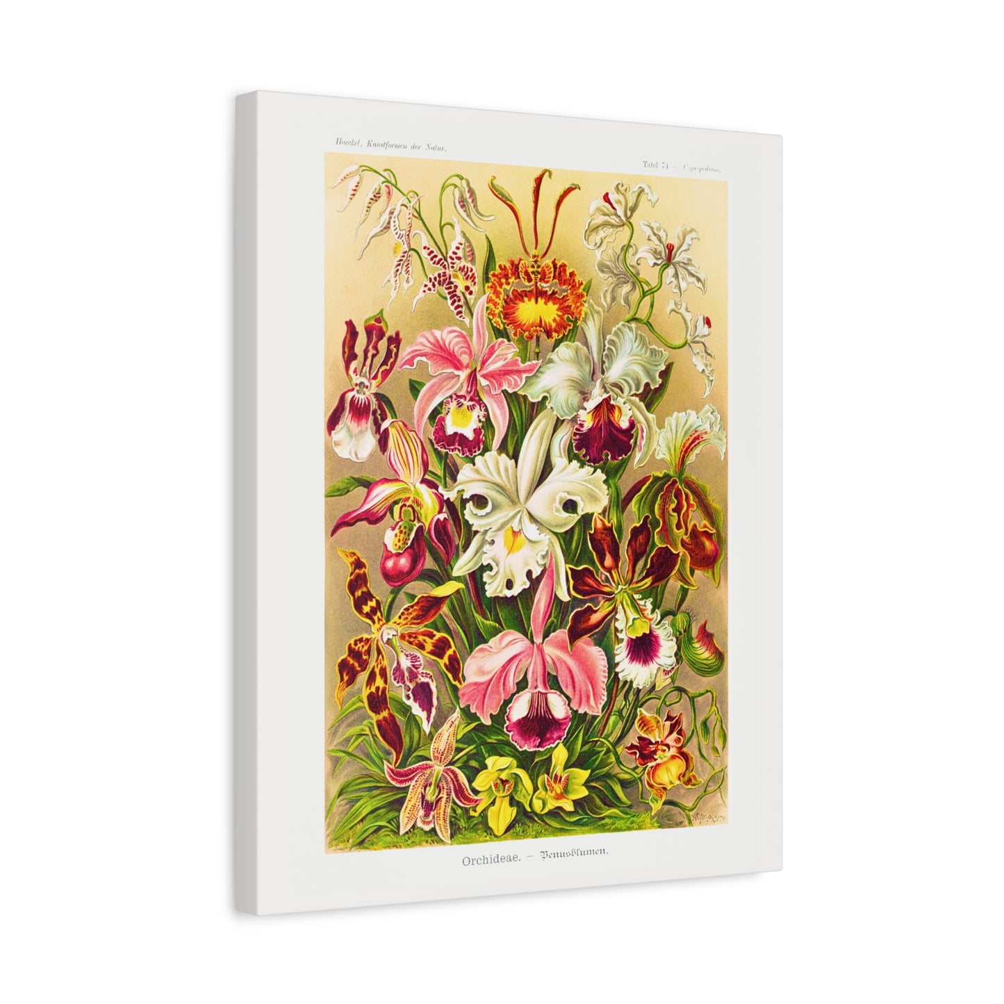 Ernst Haeckel Table 74 Orchideae: Orchids.
