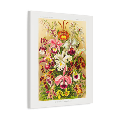 Ernst Haeckel Table 74 Orchideae: Orchids.