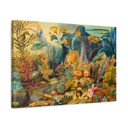 Ocean Life. James M Sommerville, Christian Schussele.