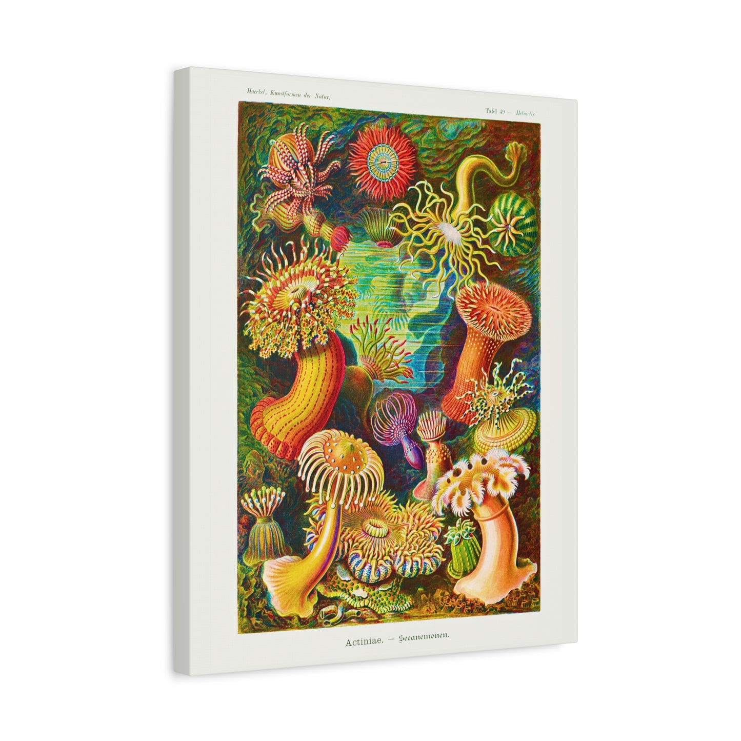 Ernst Haeckel Table 49 Actiniae: Sea Anemone.