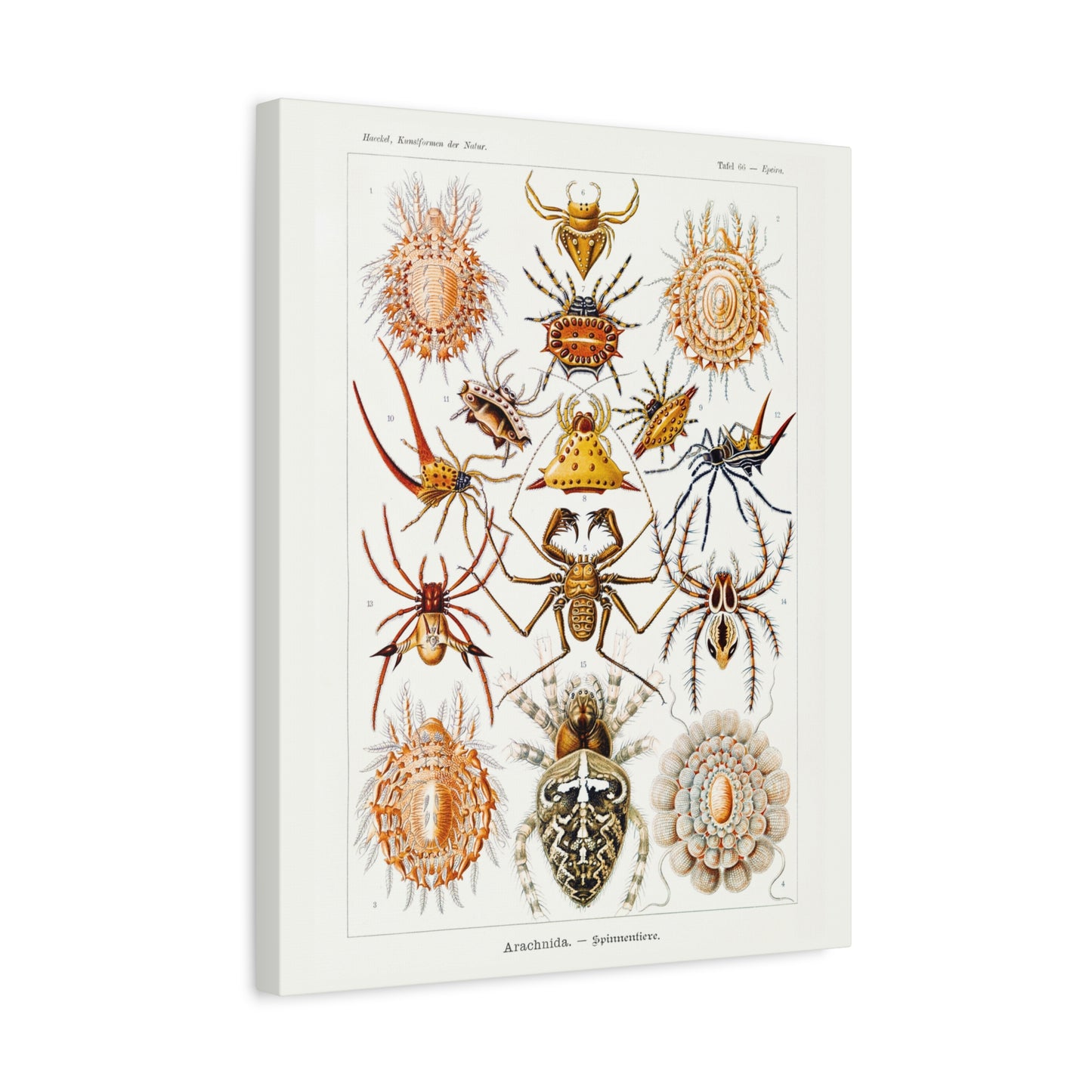 Ernst Haeckel Table 66 Arachnida: Arachnids