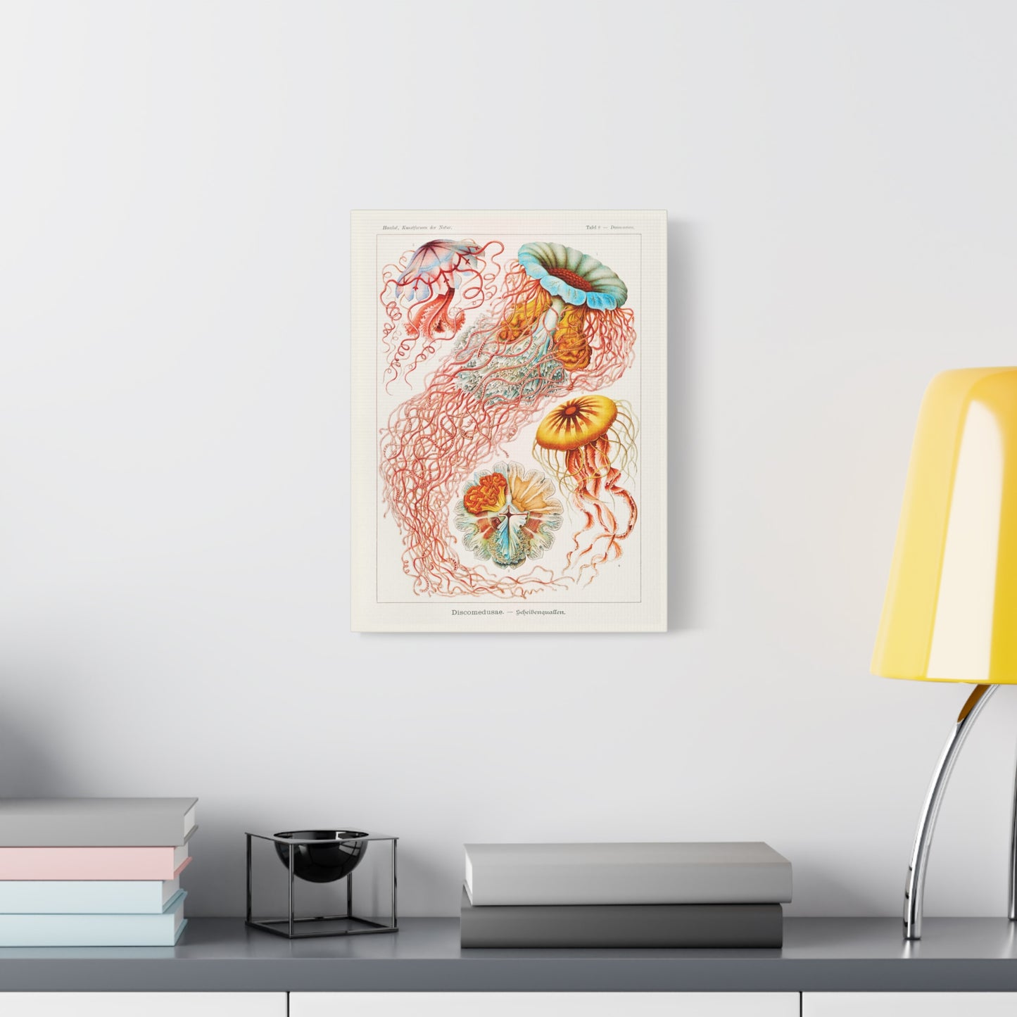 Ernst Haeckel Table 8 Discomedusae: Jellyfish