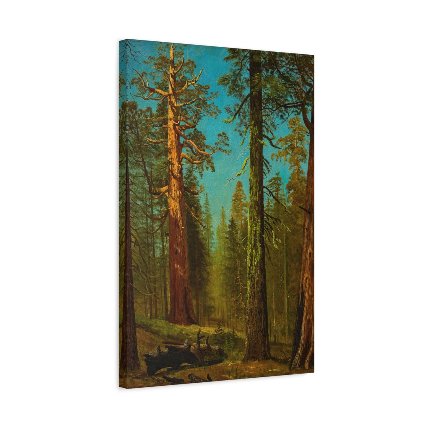 Great Trees, Grizzly Giant.