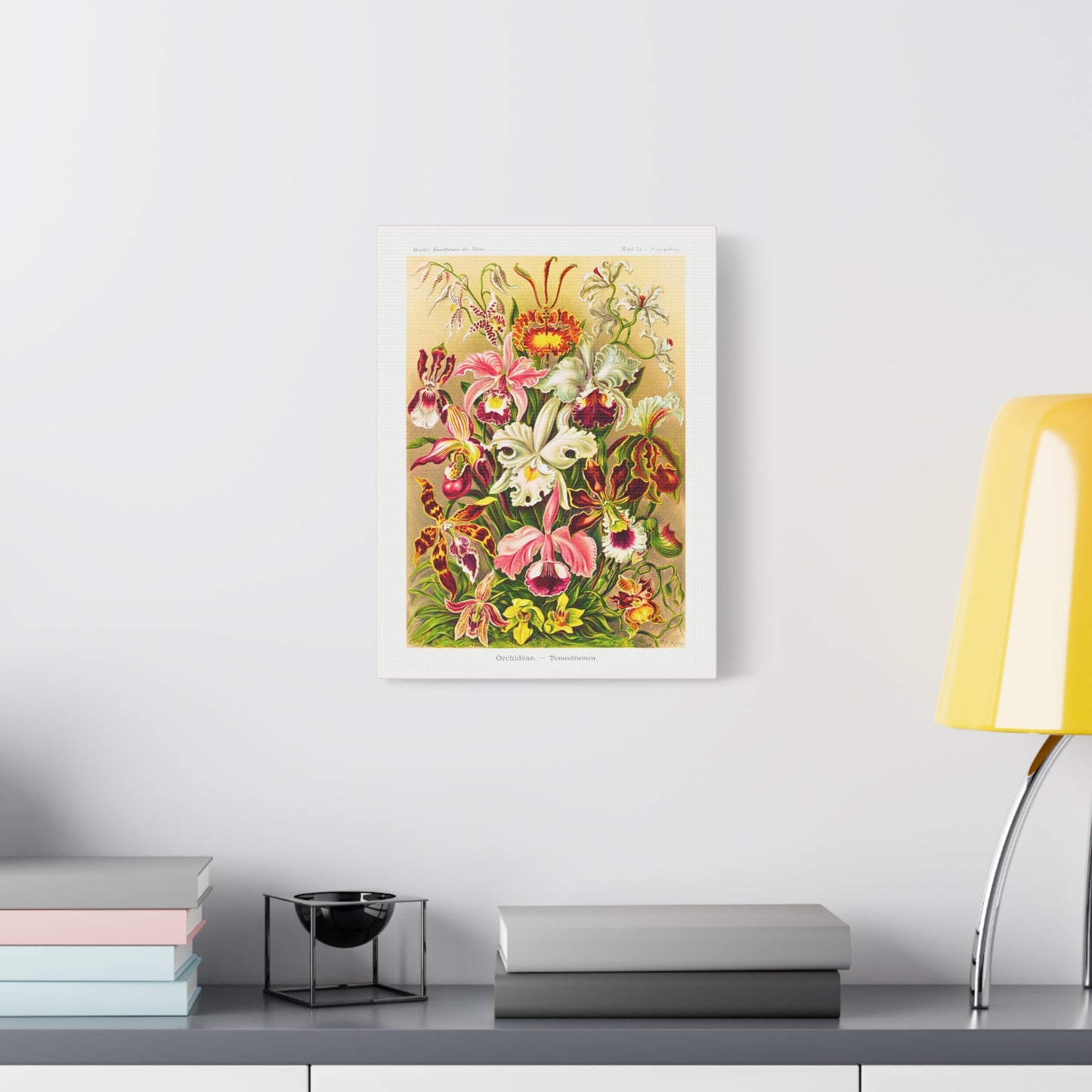 Ernst Haeckel Table 74 Orchideae: Orchids.