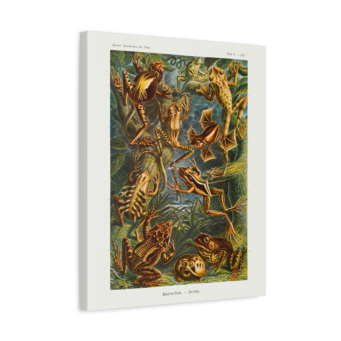 Ernst Haeckel Table 68 Batrachia: Frogs.