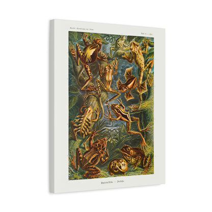 Ernst Haeckel Table 68 Batrachia: Frogs.